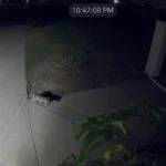 Mountain Lion Orange County