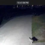 Mountain Lion Villa Park