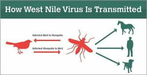 How West Nile Virus is Transmitted