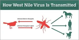 How West Nile Virus is Transmitted