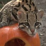 OC Zoo Halloween Zoo-tacular